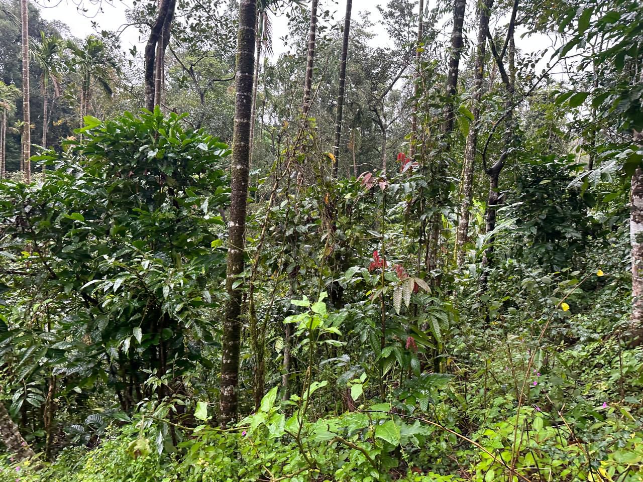  2.5 Acre Land for Sale – Mudigere